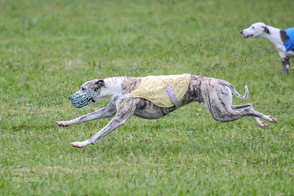 Prelim Open B2, Easy Cardi Minerva-8415