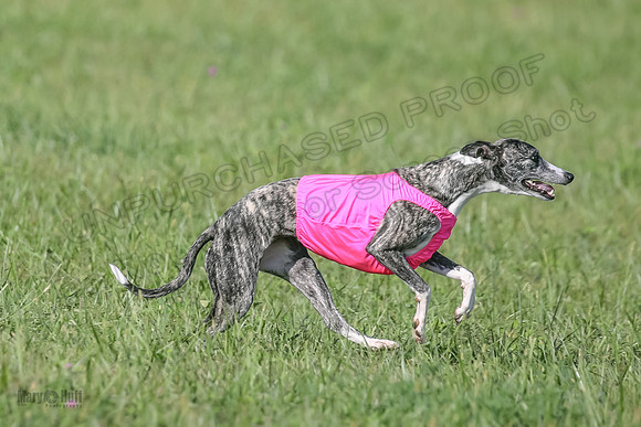 1 Prelims Fch B2 Cooper Prim Treble-9752