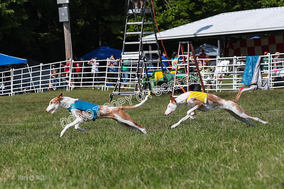 Open Prelim A1, Rose Riptide Idina-7566