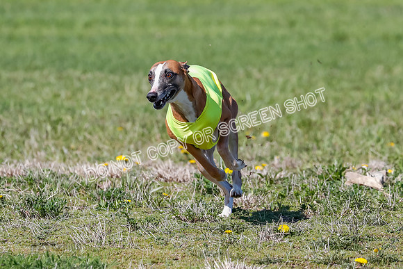 Prelim, Rocky Shimmy Zed-2414