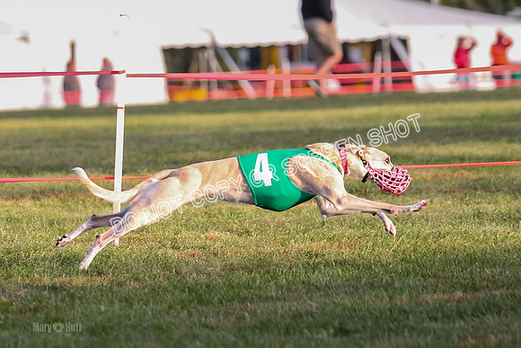 Prg 1, race 3, Dandylion Moki Elevenes Shelby-0623