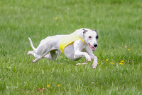 Prelims Whippet Specials-4477