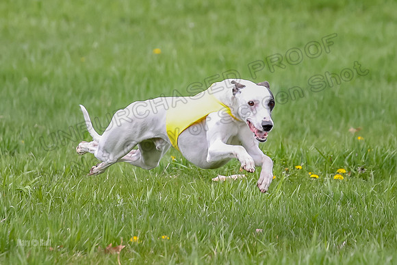Prelims Whippet Specials-4477