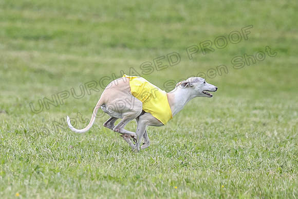 Prelim Veterans 6, Rosie Tomte Akela-0263