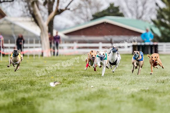 WRA, Prg 2, Race 12, Bookie Joplin Rogue Chase Jigsaw Rum-9046