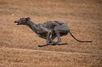 Test Dogs