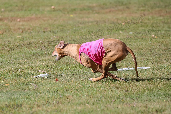 1 prelims Vet Libby Xena-6325