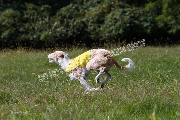 Open Prelim B3, Tavia, Birdie-7962