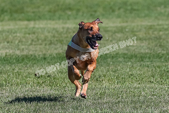 Prelim, Enzo-Vera-3948