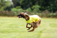 Finals Afghan Hound-1475
