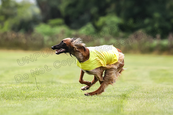 Finals Afghan Hound-1475