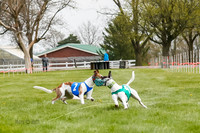 WRA, Prg 2, Race 1, Puppy, Gnochhi Sprig-8554