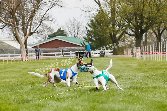 WRA, Prg 2, Race 1, Puppy, Gnochhi Sprig-8554