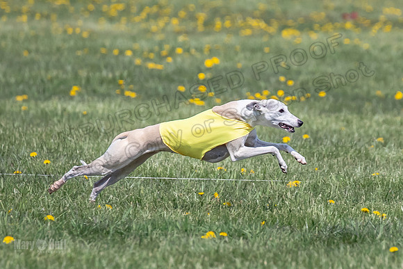 1Prelims Veterans 5 Rosie Smudge Smokey-1810