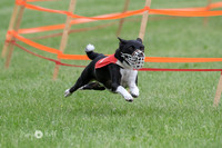 Basenji Program 3