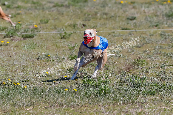 Prelim, Rocky Shimmy Zed-2426