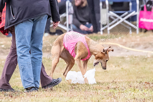 Finals Vet Libby Xena-2515