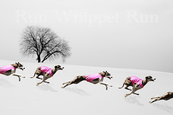 Art Winter Run Whippet