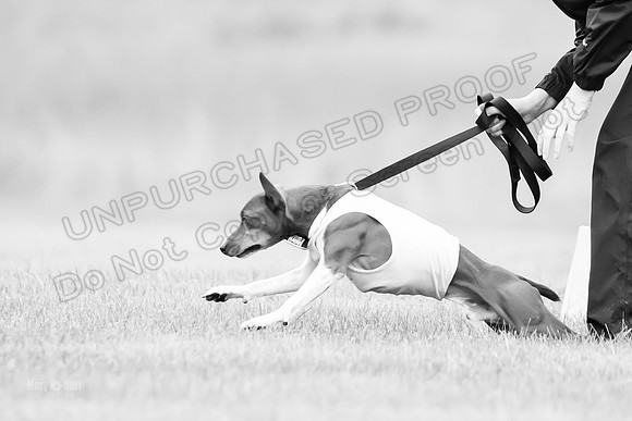Prelims Rye-0948-2