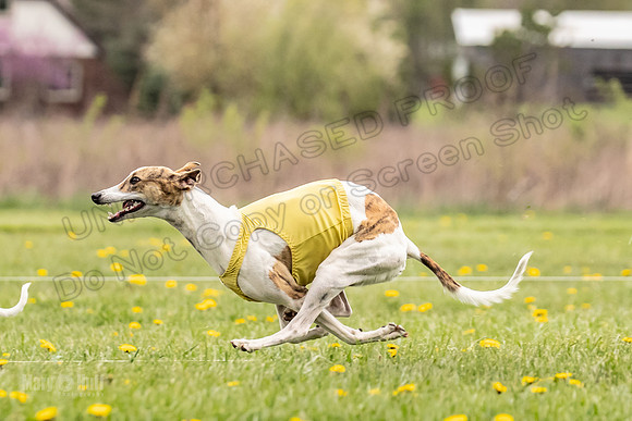 Finals Open B3 Pearl CaraCara-7998