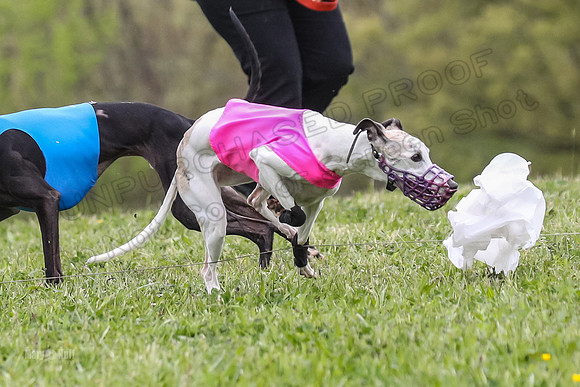 Finals Open C3, Sparky Margot Shine-0740