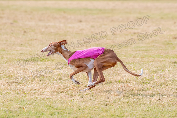 1prelims Vet 1prelim Izzy Dawn-3758