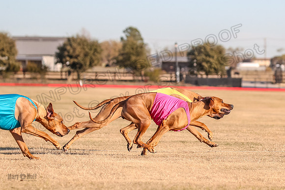 1prelims Open 1 Chief Coco Rein-9538