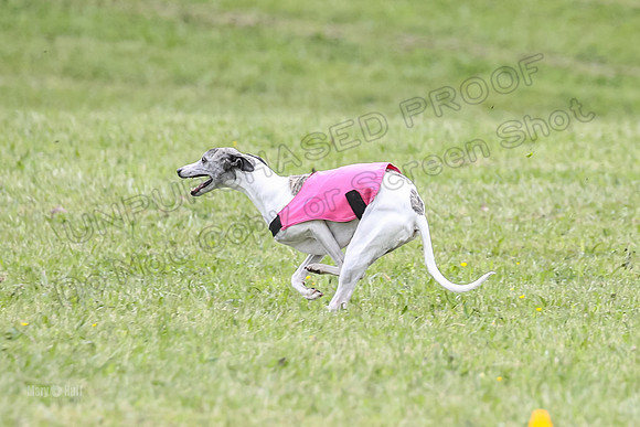 Prelim Veterans 2, Brag Nellie Herk-0112