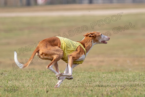 Finals Vet 2 Seren Dawn-3402