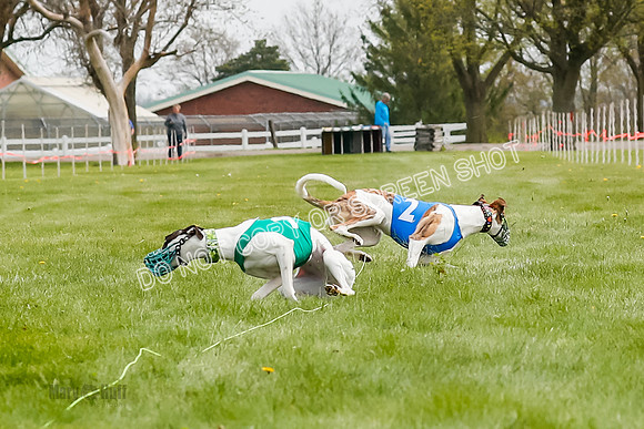 WRA, Prg 2, Race 1, Puppy, Gnochhi Sprig-8558