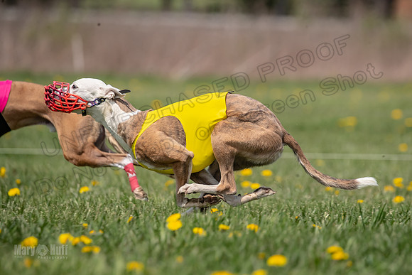 Finals Open F5 Digit Hugo-4028