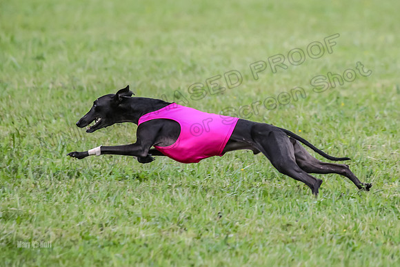 Prelim Open F2, Trippit Sid Fva-9268