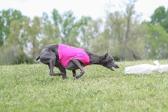Finals Open C1, Oscar Strummer Rex-0642