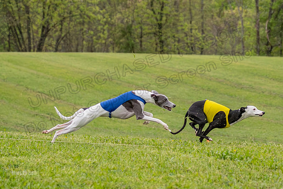 Prelims Open A2, Poppy Mateo Misty-3183