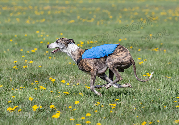 1Prelims Veterans 2 Nellie Prudence Captain-1664
