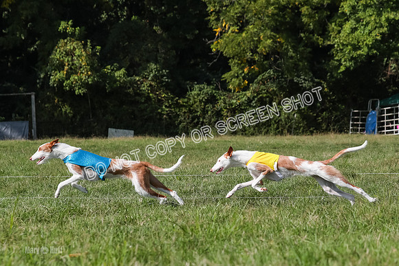 Open Prelim A1, Rose Riptide Idina-7571