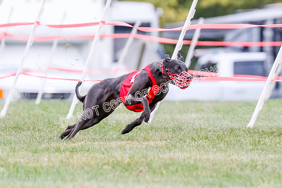 Prg 1, Race 16, Carl Maybe Bookie Sealli-0965-2