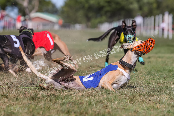 Prg 4, Race 5, Rasta Cammie Warrior Grim Buckwheat-0226