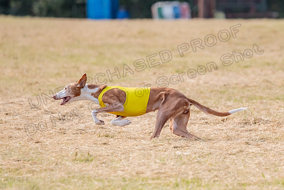 1prelims Vet 1prelim Izzy Dawn-3753
