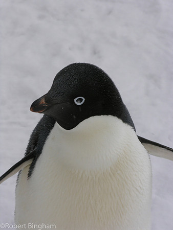 EN4531_006