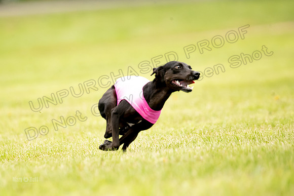 Prelims Willow-1098