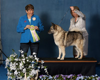 Elkhound 2020-1157