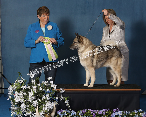 Elkhound 2020-1157