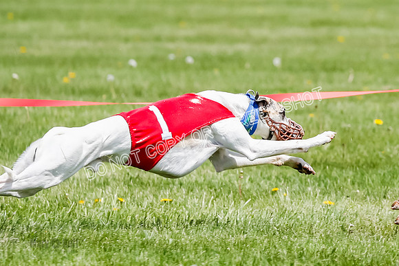 NOTRA Program 3, Race 3, Eddie Elvis Picanha Coyote-2-36