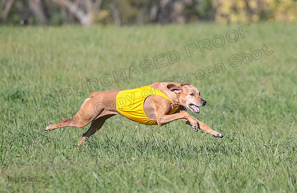 1 Prelims Vet 2 Xena Libby-5318
