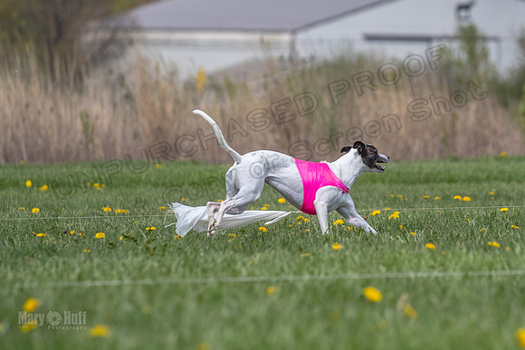 Finals Specials B4 Dealer Sprig Zinger-4792