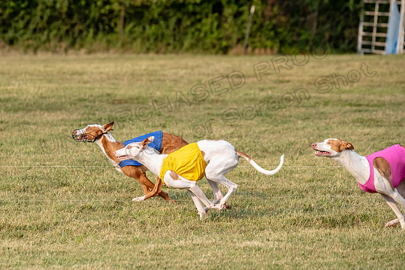 1prelims Fch 1prelim 1 Willow Fable Penny-3479