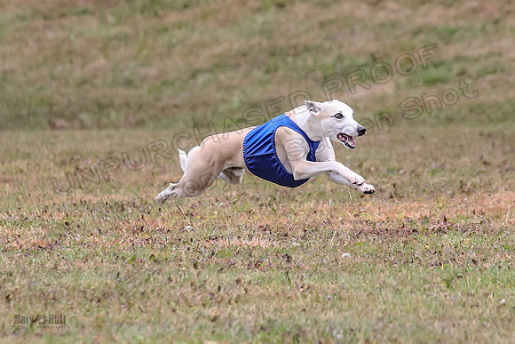 1 Prelims Open 1 AnnieOakley Fennec Zero-1239