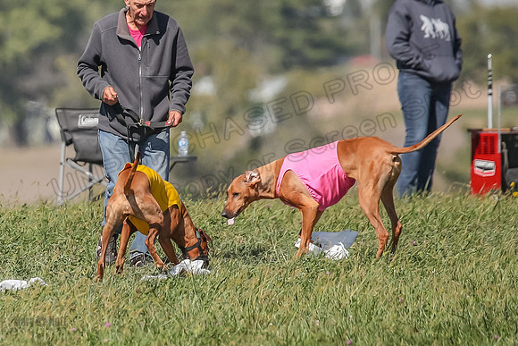 2 Finals Vet 2 Erzulie Libby-8222