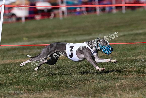Prg 4, Race 4, Watson Sansa Elia Dusty-2564